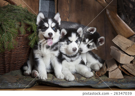 Purebred Siberian Husky puppies indoors 26347039