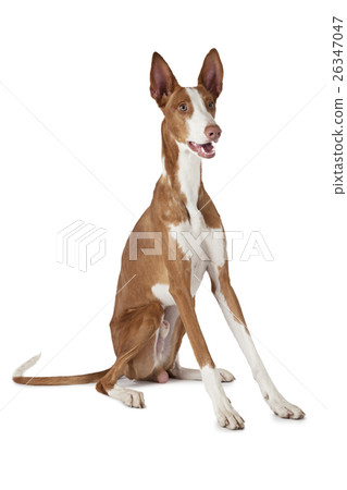 Podenco ibicenco dog isolated on white 26347047