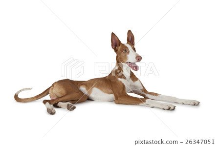 Podenco ibicenco (Ibizan Hound) dog Podenco ibicenco (Ibizan Hound) dog 26347051
