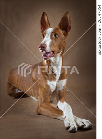 Portrait of one year old Podenco ibicenco dog Portrait of one year old Podenco ibicenco dog 26347054