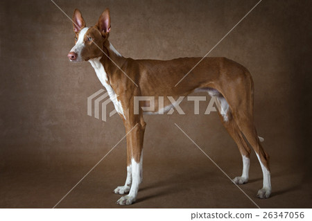 One year old Podenco ibicenco dog One year old Podenco ibicenco dog 26347056