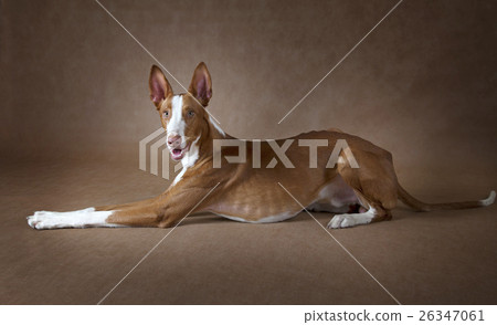 One year old Podenco ibicenco dog One year old Podenco ibicenco dog 26347061