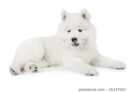 Seven weeks old Samoyed puppy over white Seven weeks old Samoyed puppy over white 26347062