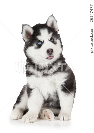 Siberian Husky puppy dog Siberian Husky puppy dog 26347477