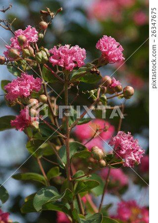 花 花 26347675