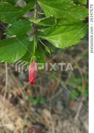花 花 26347679