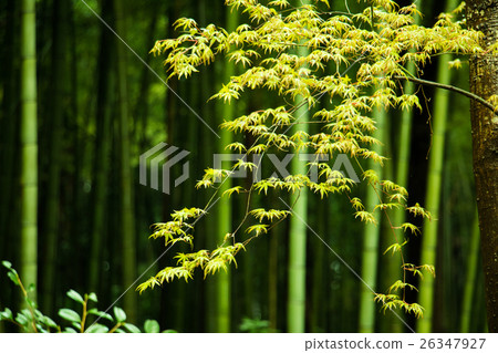 竹林 竹林 26347927