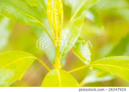 發芽 發芽 26347929