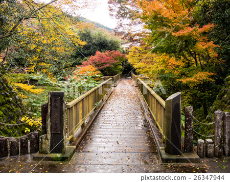 [Izu] Autumn Amagi Yugashima scenery [Autumn leaves, maple, encounter bridge] 26347944