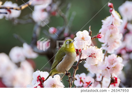 Mejiro and plum blossoms 26347950