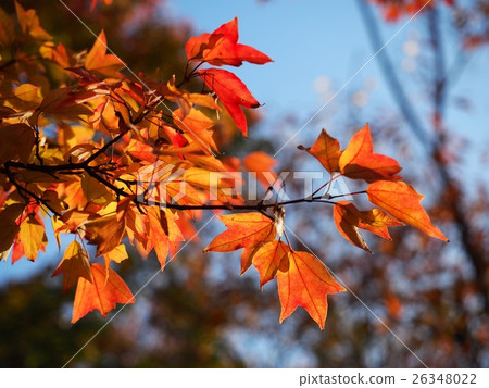 Hananooki秋葉 26348022