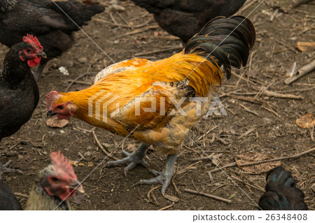 金雞報喜 26348408