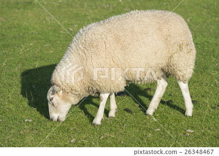 Sheep on a dike . Sheep on a dike . 26348467