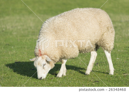 Sheep on a dike . 26348468