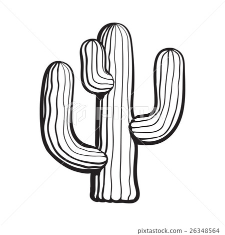 Traditional Mexican tequila cactus isolated on Traditional Mexican tequila cactus isolated on 26348564
