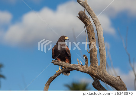 Harris Hawk 26348870