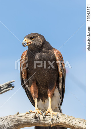 Harris Hawk Harris Hawk 26348874