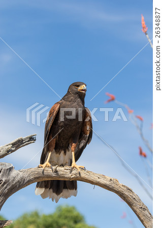Harris Hawk 26348877