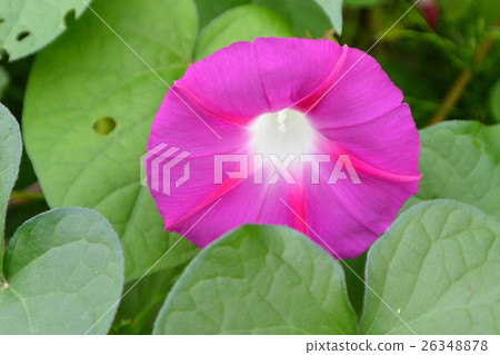 One morning glory One morning glory 26348878