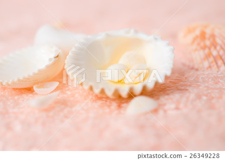 bright seashells on soft pink terry texture bright seashells on soft pink terry texture 26349228