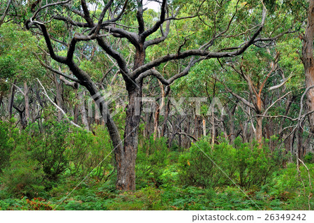 Dense forest of Great Otway National Park 26349242