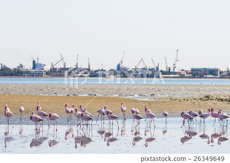 Group of pink flamingos on the sea at Walvis Bay Group of pink flamingos on the sea at Walvis Bay 26349649
