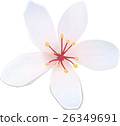 Hakka 26349691