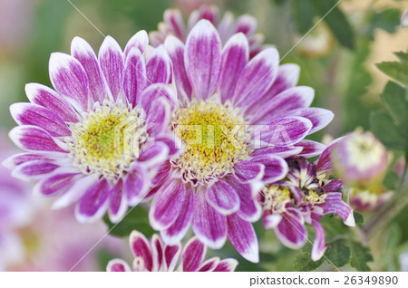 菊花 菊花 26349890