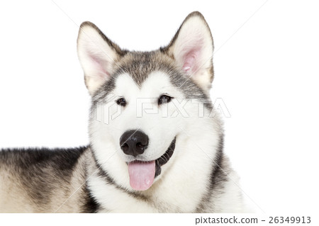 Portrait of five month old malamute puppy Portrait of five month old malamute puppy 26349913