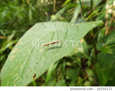 假小丑蟲 26350211