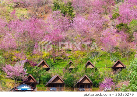 Cherry Blossom and sakura at Doi Ang Khang in Chia Cherry Blossom and sakura at Doi Ang Khang in Chia 26350279