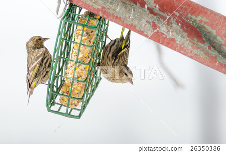 Pine Siskin finches, (Carduelis pinus) in spring. 26350386