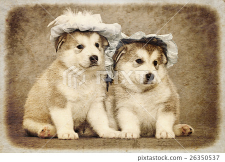 Malamute puppies 26350537
