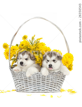 Two malamute puppies in a flower basket 26350543