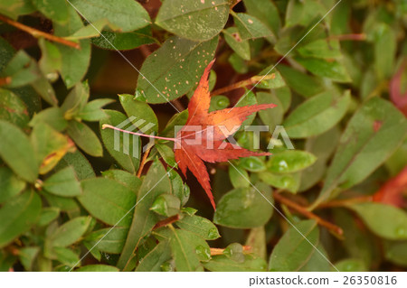 Autumn leaves in Kyoto Autumn leaves in Kyoto 26350816
