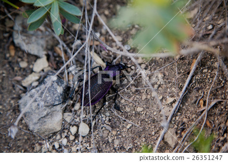 Beetle of Carabus scabrosus tauricus.  26351247