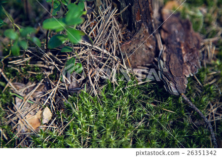 macro moss, dry spruce needles, tree bark in a 26351342