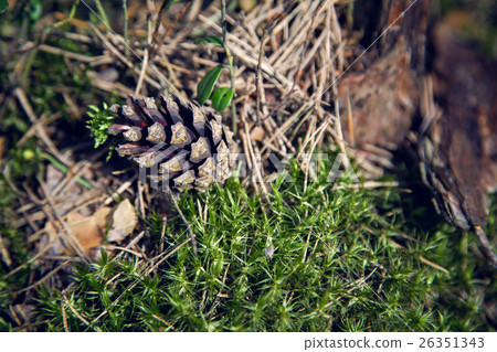 macro moss, dry spruce needles, tree bark in a macro moss, dry spruce needles, tree bark in a 26351343