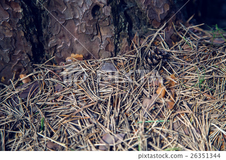 dry spruce needles in tree bark in a pine forest dry spruce needles in tree bark in a pine forest 26351344