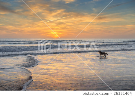 Sheepdog waits host surfer on the beach. Sheepdog waits host surfer on the beach. 26351464