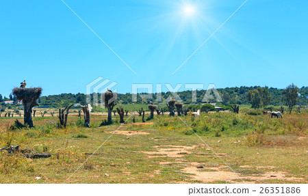 Nest with storks in rural 26351886