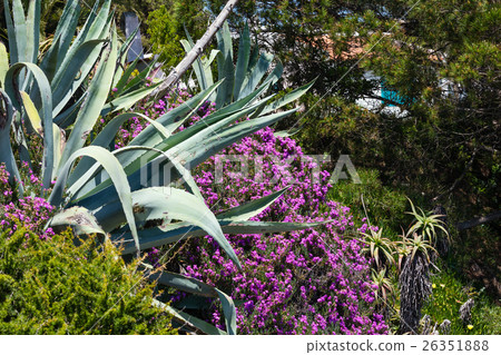 Agave plant and purple flowers. Agave plant and purple flowers. 26351888