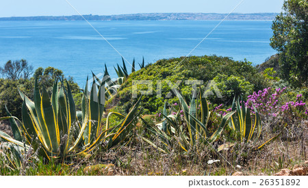 Agave plant and purple flowers. 26351892