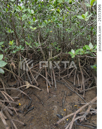 mangrove mangrove 26353906