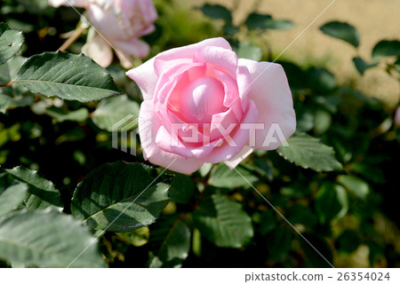 Tiny Grace 26354024
