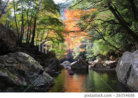 Autumn leaves Autumn leaves 26354686