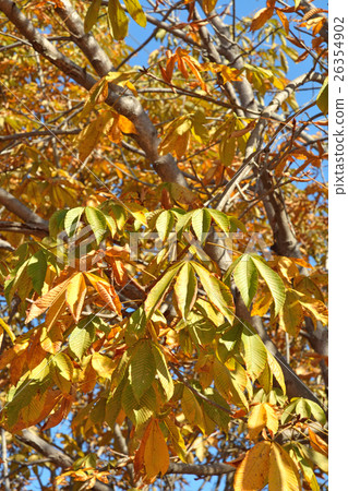 Tree: Tortininaceae 26354902