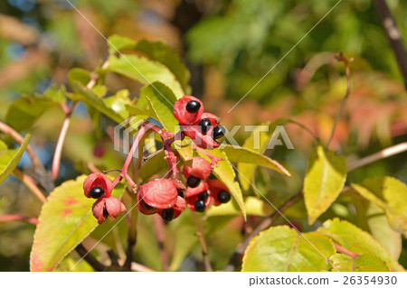 Tree: Gonzui bean curd Tree: Gonzui bean curd 26354930