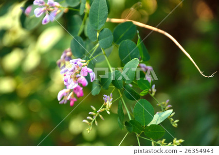 Tree: Yamahagi family 26354943