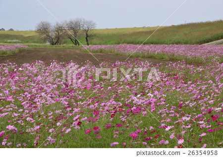 Saitama Prefecture Fukiage Cosmos Field Saitama Prefecture Fukiage Cosmos Field 26354958